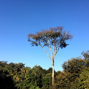 Homenagem a Waldir Silva