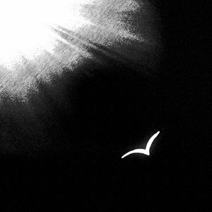 白鸟过河滩（一半）