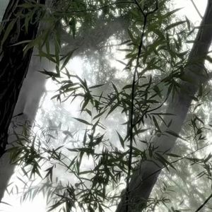 [Free]“竹”孟菲斯×王齐铭×中国风 Type Beat