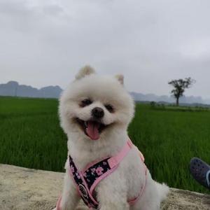 老树和小狗