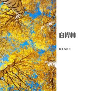 朴树-白桦林