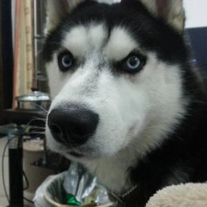 DPS阵线联盟（翻自 《失恋阵线联盟》）