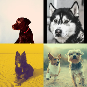 微妙的幼犬心情