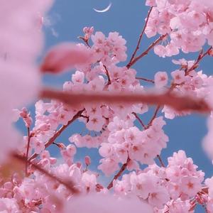 【FREE】在京都的夜