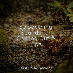 Hidden Sanctuary's Silence