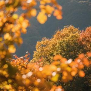 不该爱上的姑娘 (Cover 烟嗓船长)