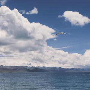 琴师（完整版）