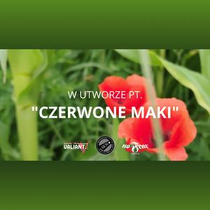 Czerwone maki