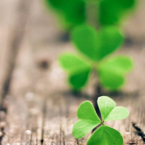 春风十里（翻自 鹿先森乐队）