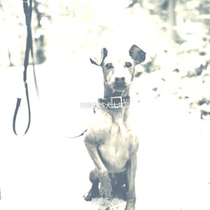 有趣孤独的狗情怀