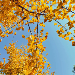 秋恋（钢琴版）