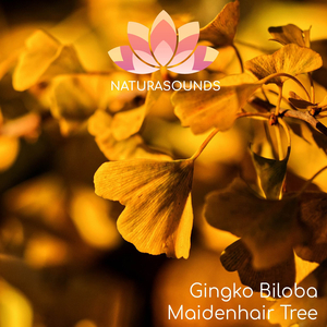 Gingko Biloba - Maidenhair Tree