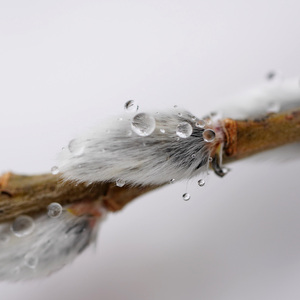 새잎은 돋아나고