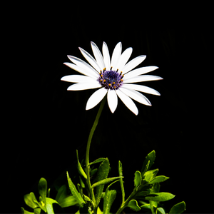 【FREE】朝着太阳飞离地球
