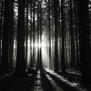 Moon Without the Pines