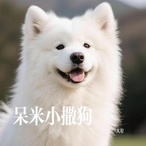 呆米小撒狗
