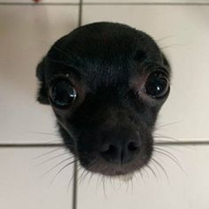 apple cider (sped up)