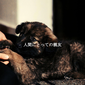 Playful (Office Days)