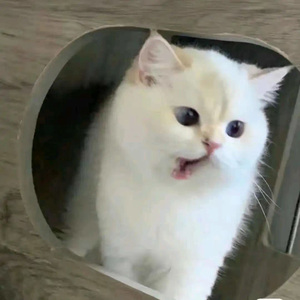 蠢货