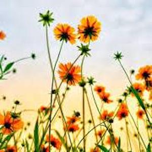 Entrée au printemps