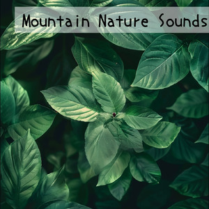 癒しギターヒーリングの極み 癒しのギターとリラックス音楽で織りなすストレス解消のための睡眠用BGMと眠れる曲 (自律神経を整える睡眠用 森 鳥)