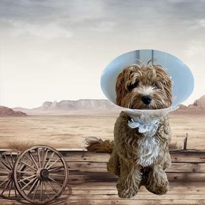 Cavapoo (Frankie Dog)