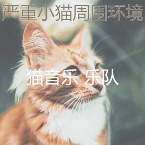 一尘不染小猫印象数