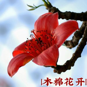 木棉花开