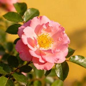 亲爱的你怎么不在身边 (Remix)