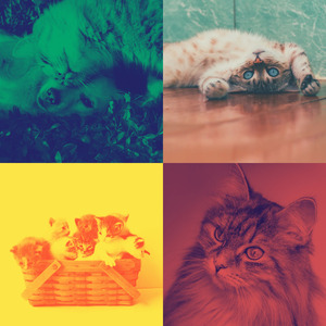 抚慰的小猫回忆