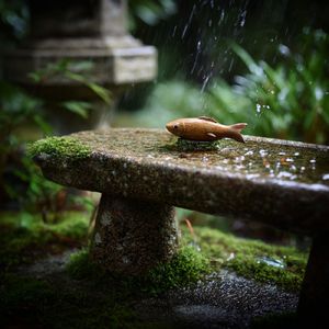 令人放松的溪流声 - 温柔的河流，自然的声音