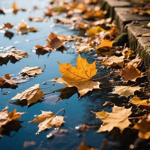 秋叶飘零寄相思