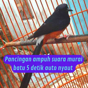 Pancingan Ampuh Suara Murai Batu 5 Detik Auto Nyaut (Live)