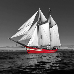 白山茶（Cover 汽水）