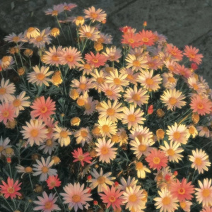 old school "国蛋 Typebeat