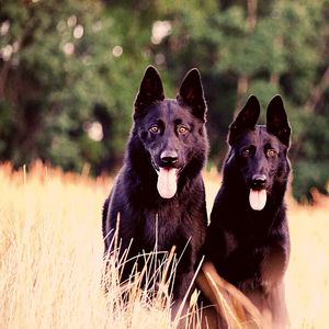 一尘不染训练犬印象数