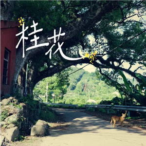 桂花