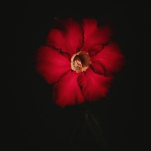 The Inevitable Unfolding