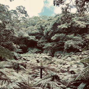 杜 (オリジナル)