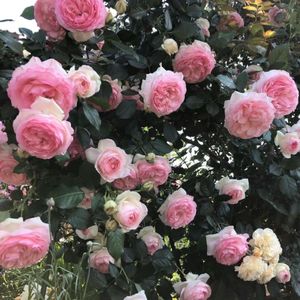 17岁（Prod By.Nitemare$）