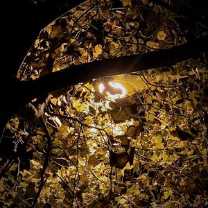 脆弱Fragile（Prod.by 金桔0RANG3）