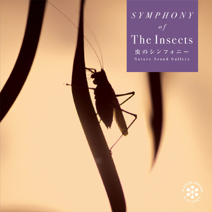 小川のせせらぎと虫たち