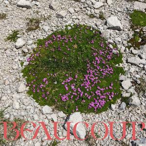 Pleine d'étoiles (feat. H!ccup)