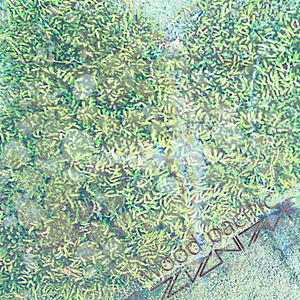 This Is Not the Answer