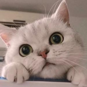 朱婧汐Akini Jing-烟火（子染 remix）