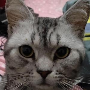 【已售】弛弛弛&