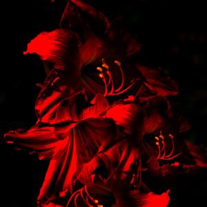 【Free】Rosa | 西班牙吉他 x emo type beat