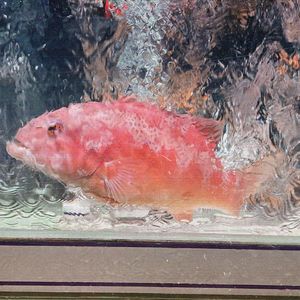 フロイデ/Freude（Cover 笹川真生)