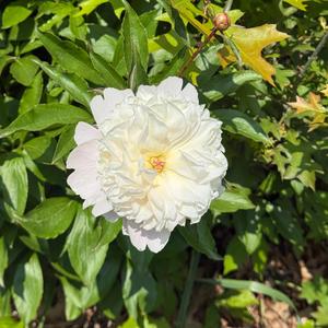 I Ain't Found Him Yet