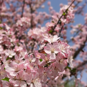 我所手植的第一捧春（cover双笙）